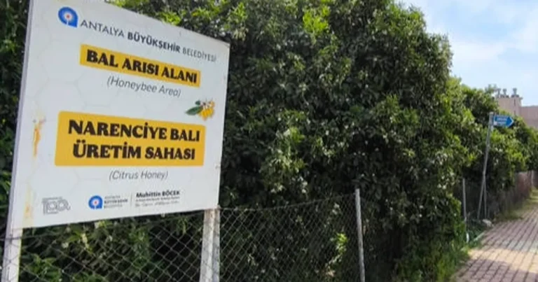 antalyada-narenciye-bali-koruma-altinda-itR5j8kg.webp