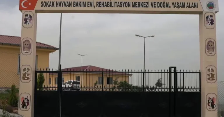 siirtte-sokak-hayvanlari-icin-dev-proje-5REaNNmb.webp