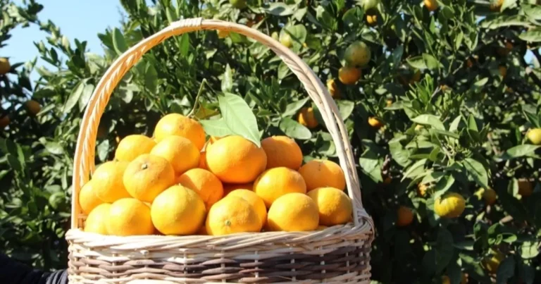 tarim-ufede-turuncgiller-zirvede-zRkvNYGO.webp