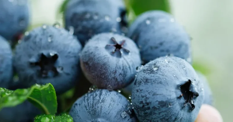 yaban-mersini-ureticileri-icin-bursada-tek-catida-uludag-blueberry-birligi-kuruldu-wcAWjBuJ.webp
